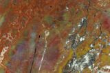 5.6" Polished Petrified Wood Section - Arizona - #129462-2
